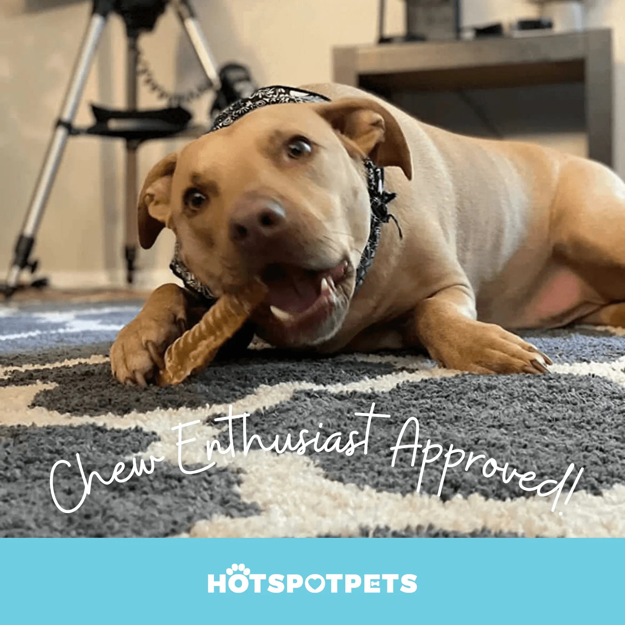 6" Whole Beef Trachea Chews for Small & Medium Dogs
