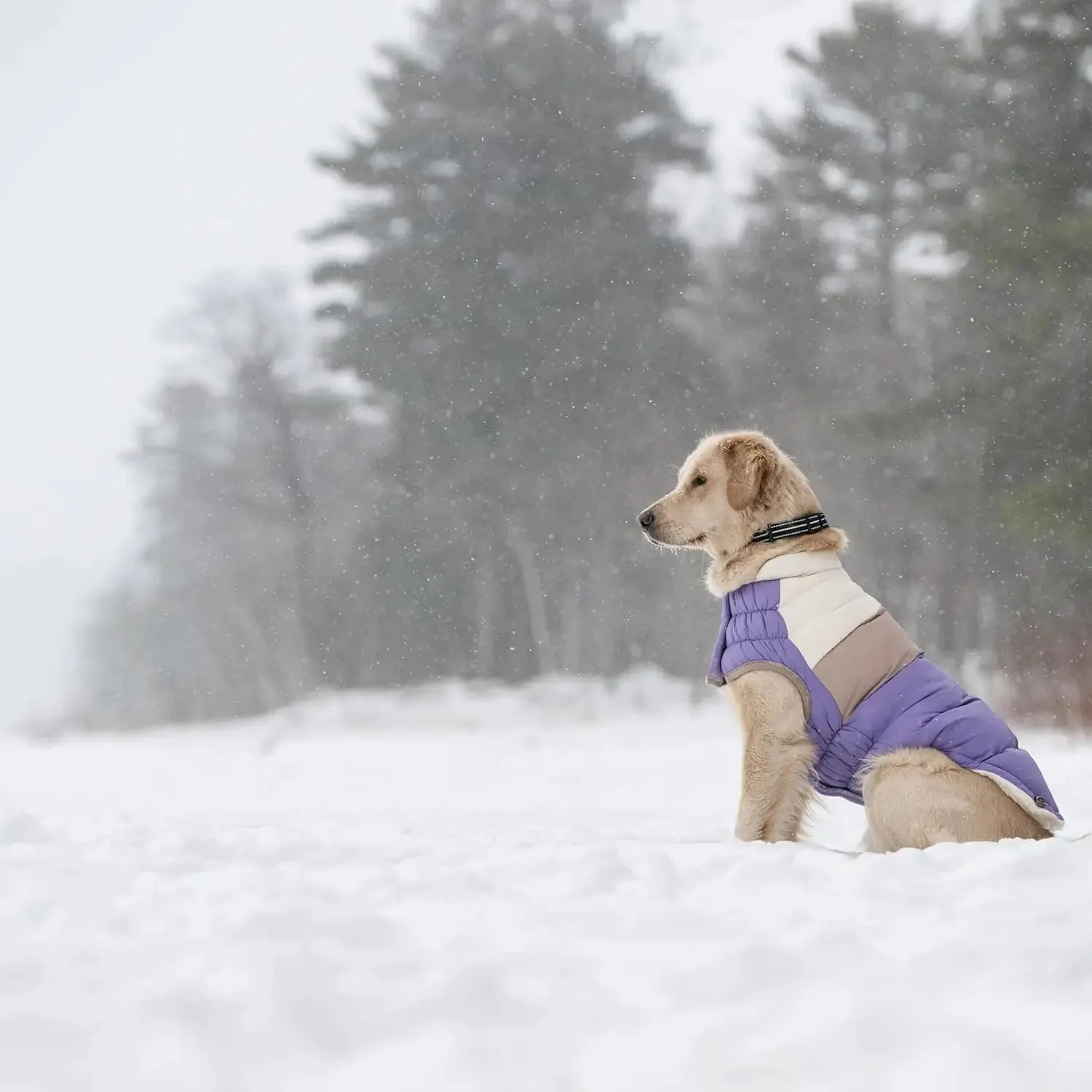 GF Pet Block Color Puffer Dog Coat