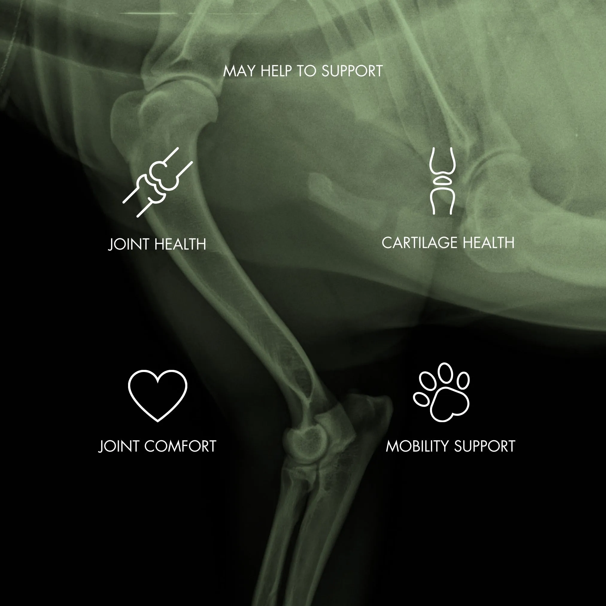Hip & Joint Health Chews for Dogs
