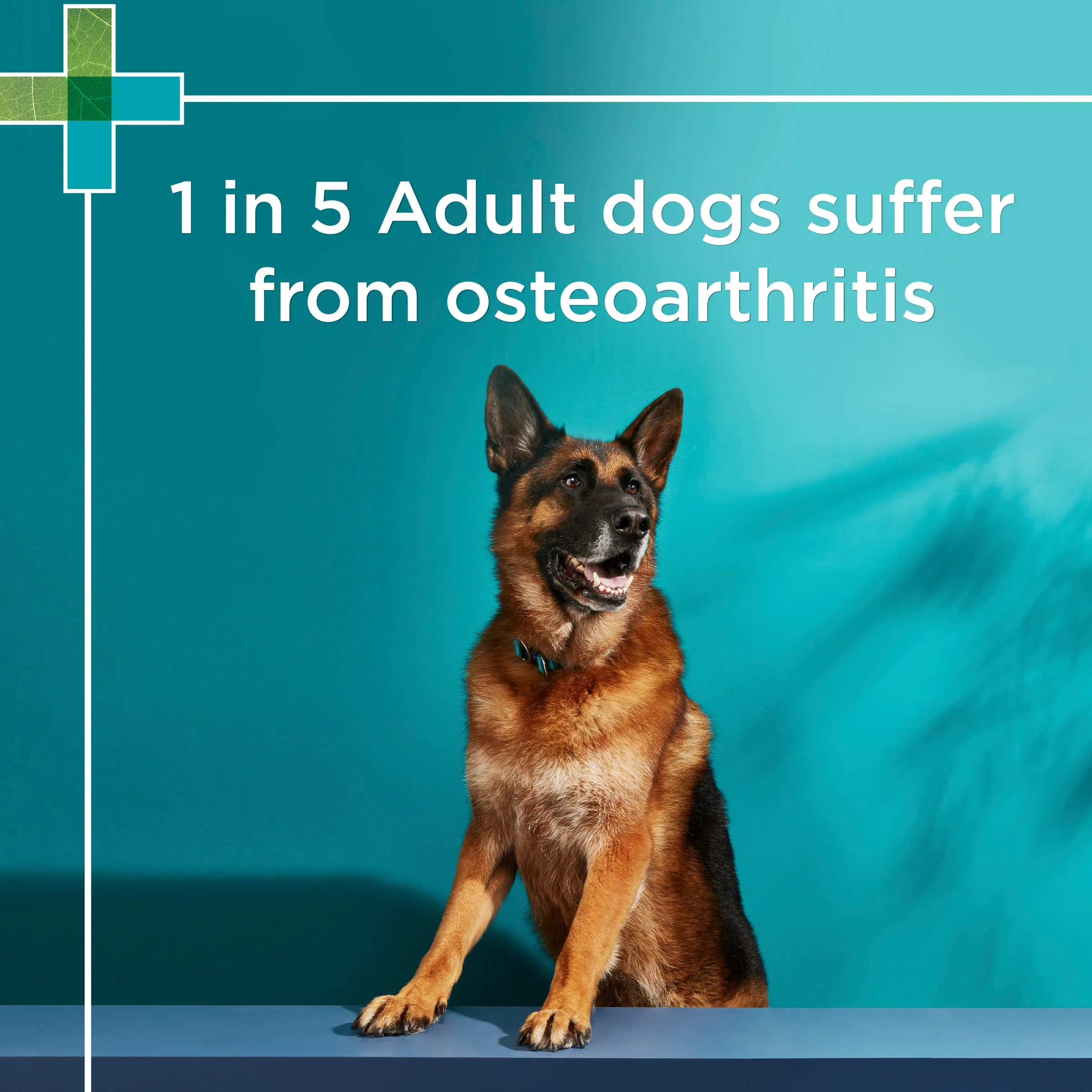 PAW by Blackmores Osteocare Joint Protect Chews for Dogs 300g^^^