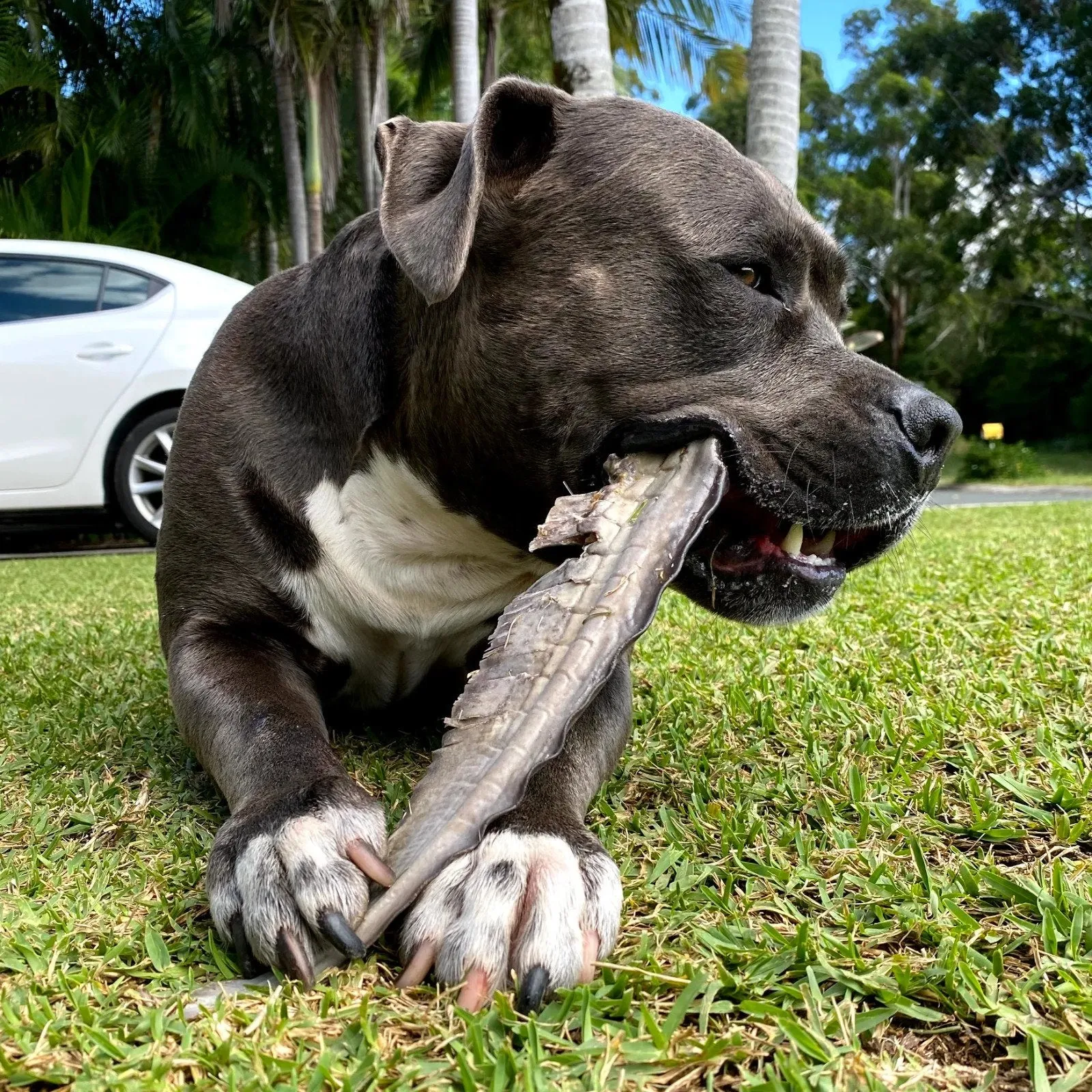Shark Tails Dog Treats