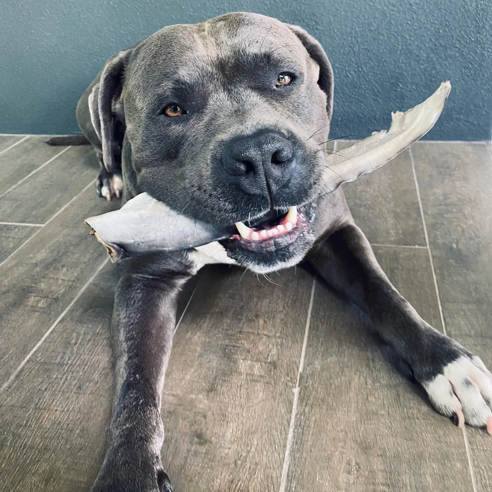 Shark Tails Dog Treats